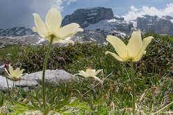 Soon after the snow melts we find meadows ablaze with flowers on our photoraphic tour of the Dolomites